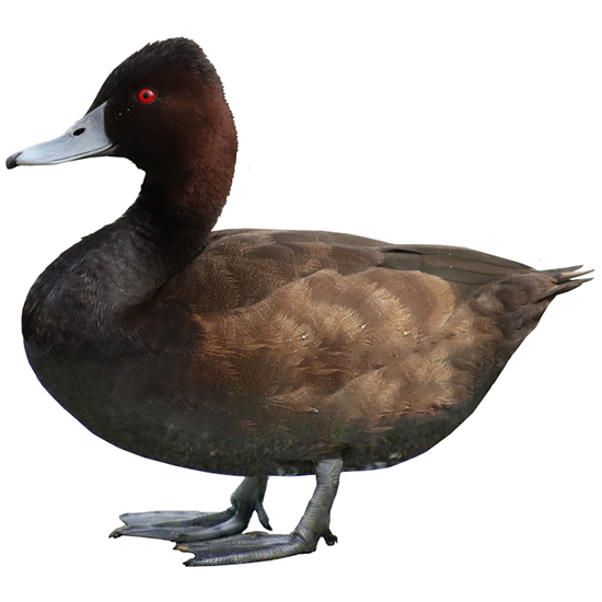 Southern Pochard Duck